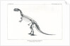‘Ceratosaurus nasicornis’ by Unknown